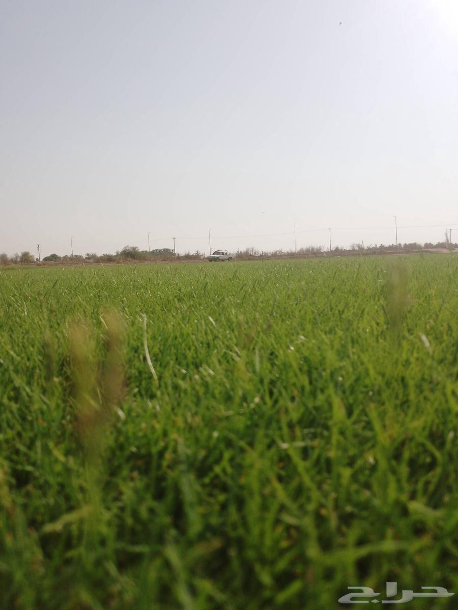 مزرعه ثيل طبيعي الدرجه الاولى الخرج63655716049793111