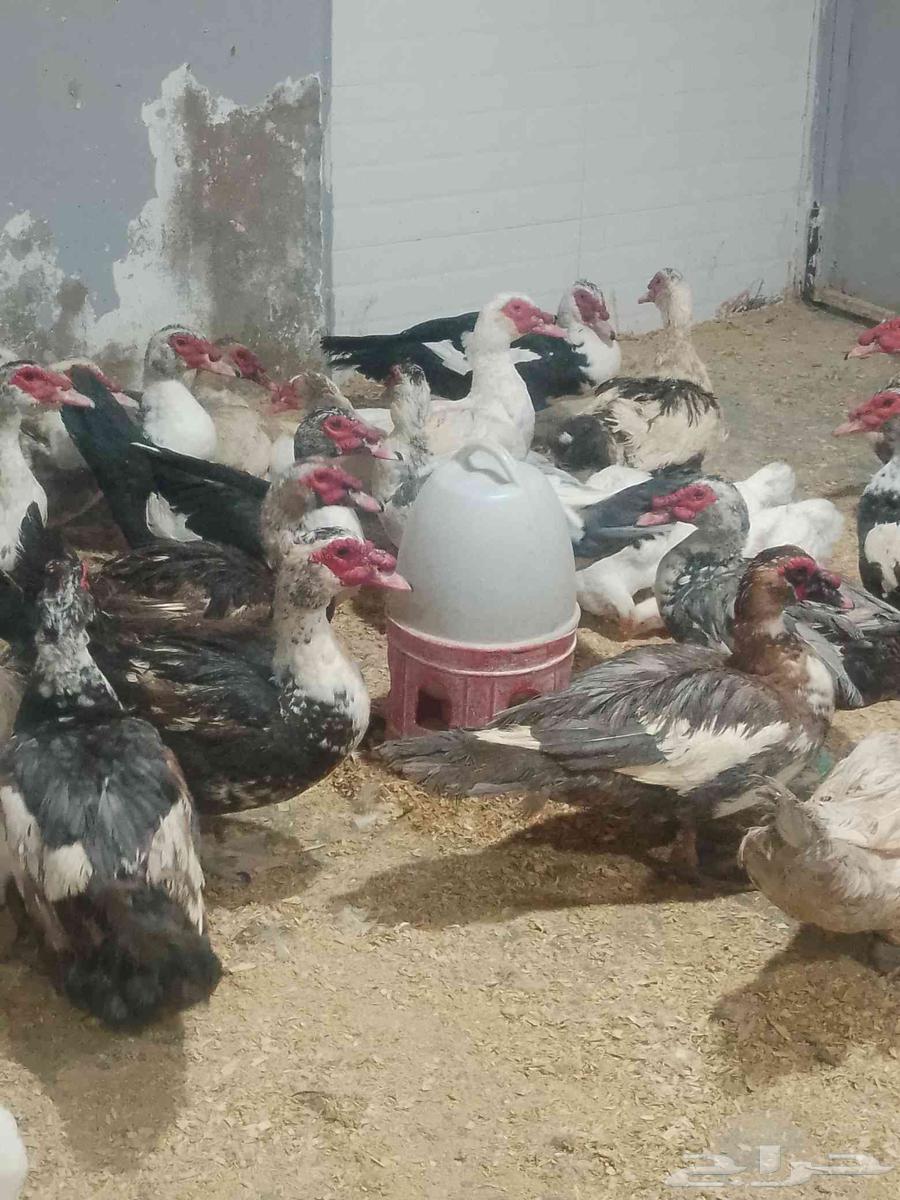 Local duck63667537232001110