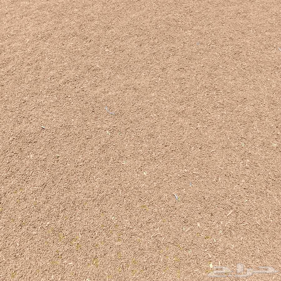 200 tons of barley for sale63655715254402111