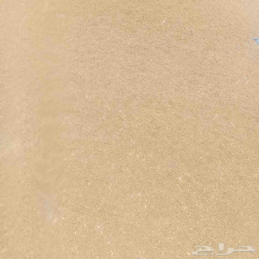 200 tons of barley for sale63655715254402110