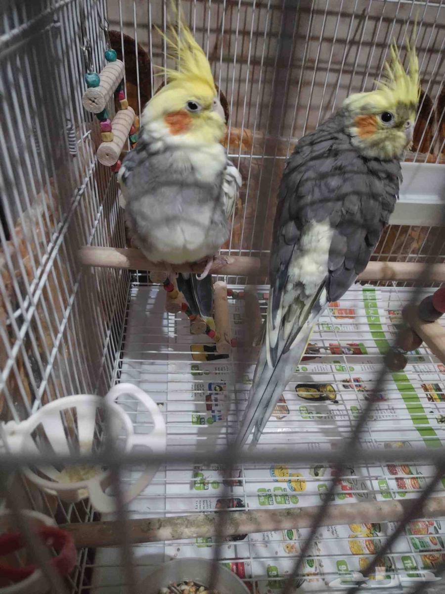 For sale, a pair of male and female parrots63655621199619110