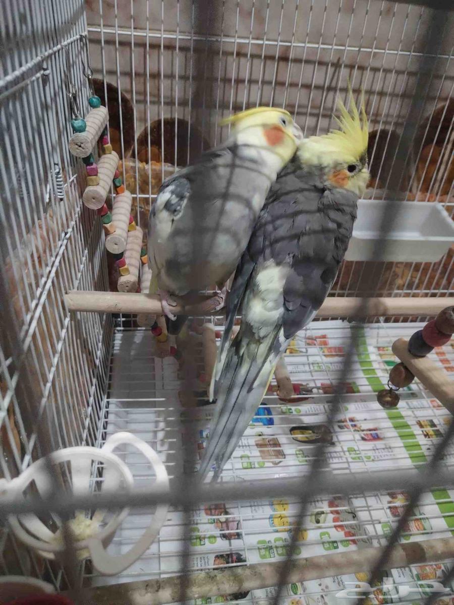 For sale, a pair of male and female parrots63655621199619111