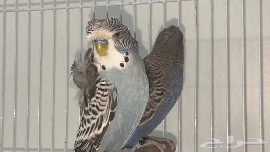 Hooded Pair, Black Face Female and Split Male63655709873409111