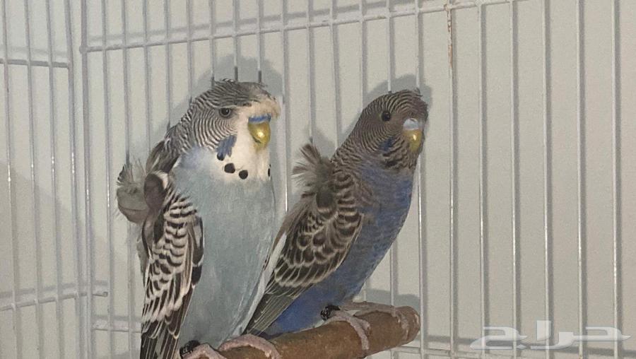 Hooded Pair, Black Face Female and Split Male63655709873409114