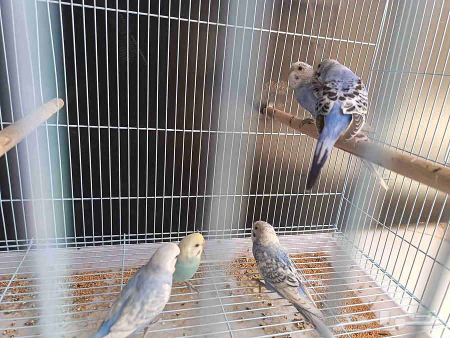 طبات ( فروخ) بادجي هولندي رينبو وسبلت رينبو تمم البيع63655703905025112