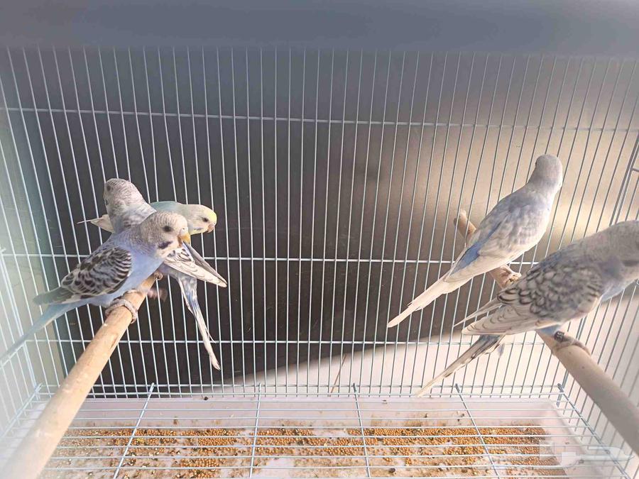 طبات ( فروخ) بادجي هولندي رينبو وسبلت رينبو تمم البيع63655703905025114