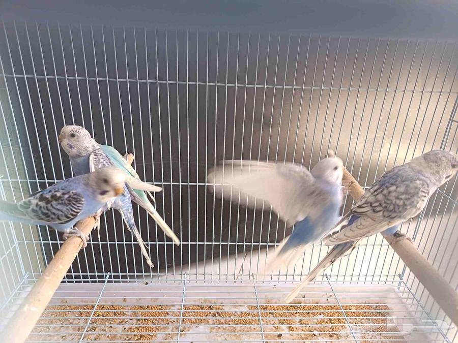 طبات ( فروخ) بادجي هولندي رينبو وسبلت رينبو تمم البيع63655703905025113