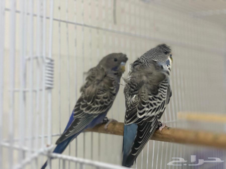 Hooded Pair, Black Face Female and Split Male63655709873409113