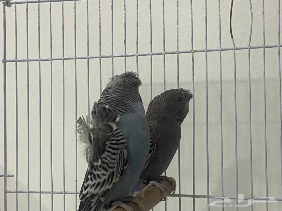 Hooded Pair, Black Face Female and Split Male63655709873409112