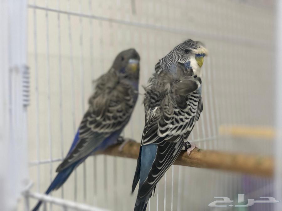 Hooded Pair, Black Face Female and Split Male63655709873409110