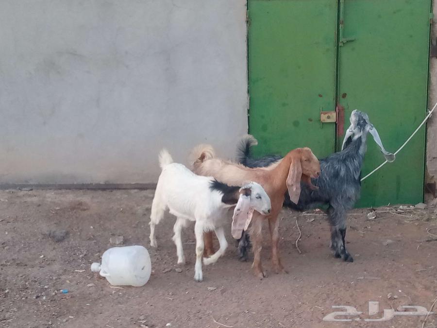 جفار مشاريك العدد 363656700213122111