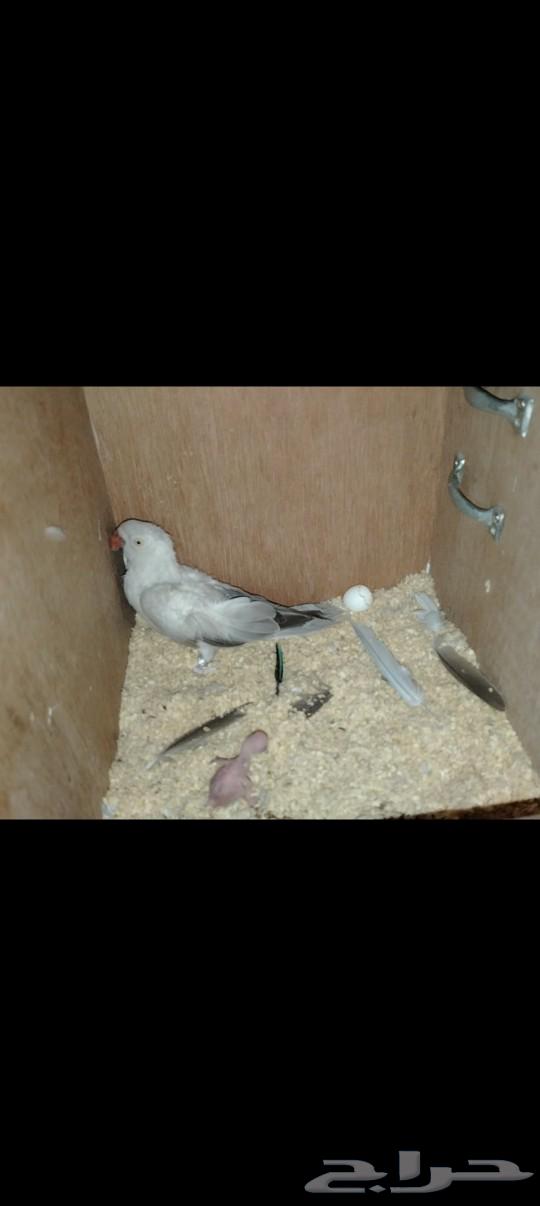 Dutch Hill Pair with Chick (Sold)63656055238531110