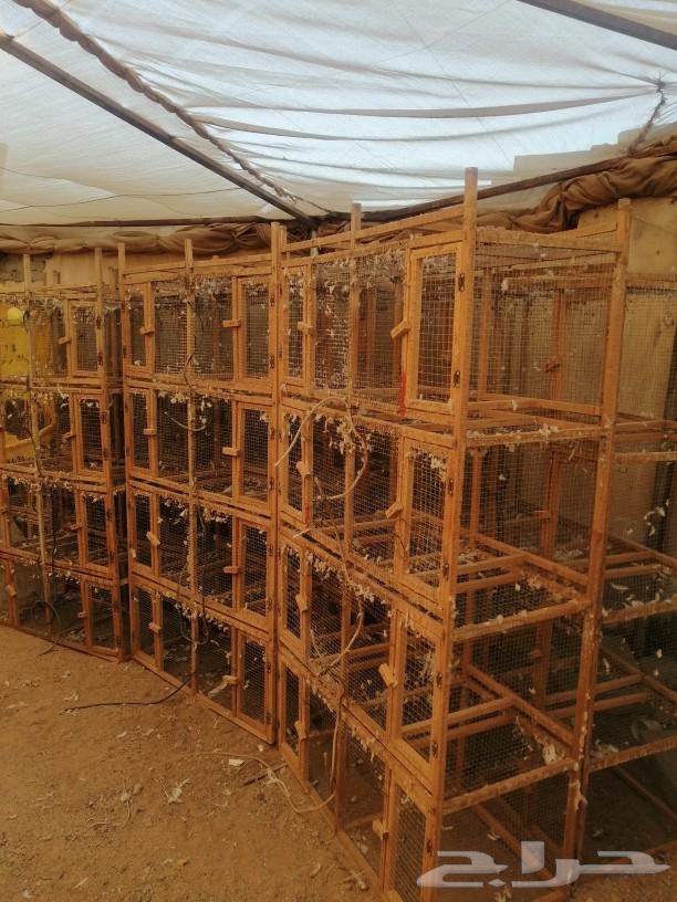 8-hole pigeon coop for sale63655714270081112