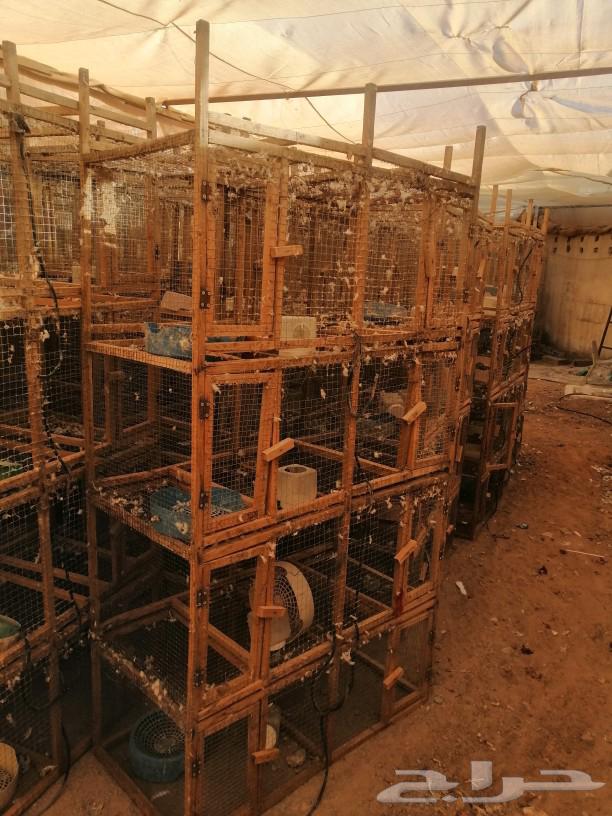 8-hole pigeon coop for sale63655714270081113