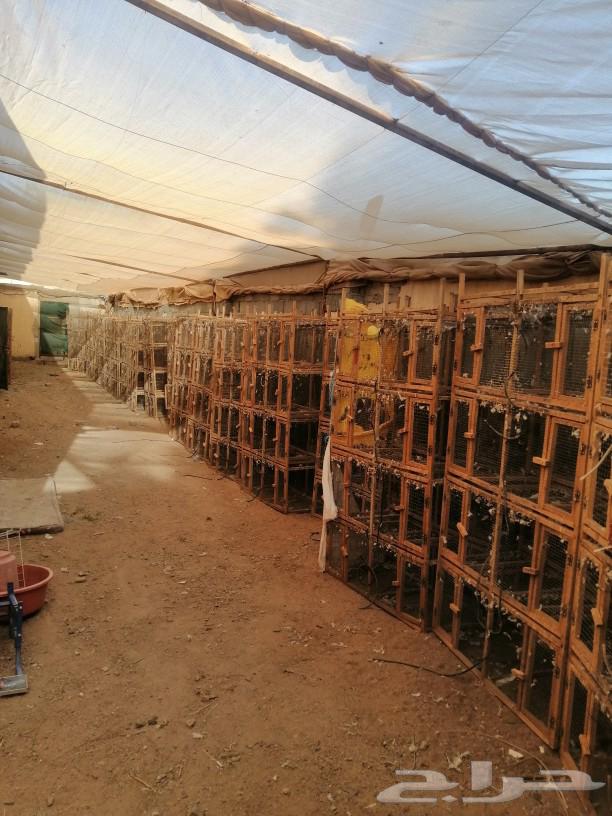 8-hole pigeon coop for sale63655714270081111