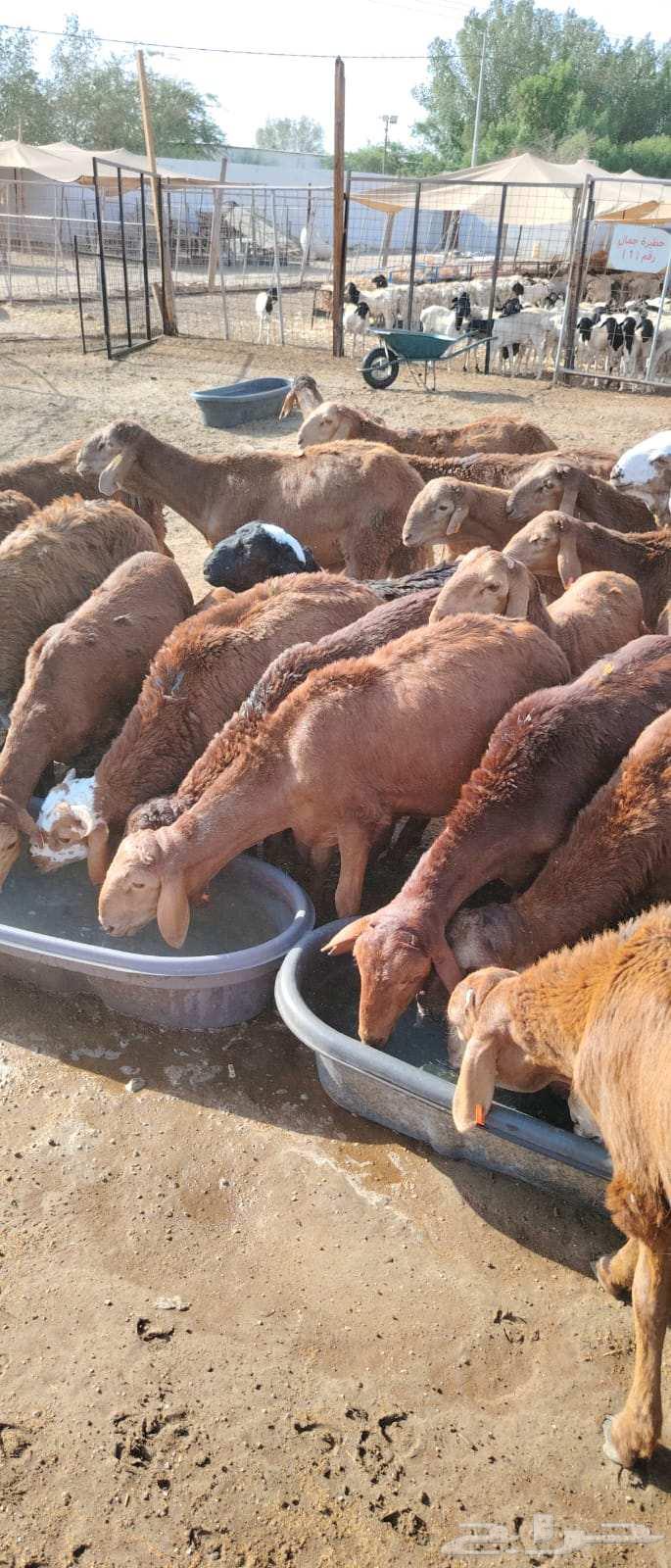 Red lambs, three months old, breeding, 950 SAR63655625985155113