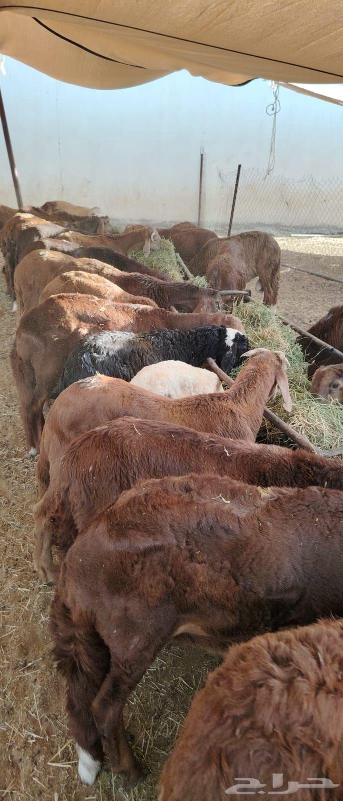 Red lambs, three months old, breeding, 950 SAR63655625985155114
