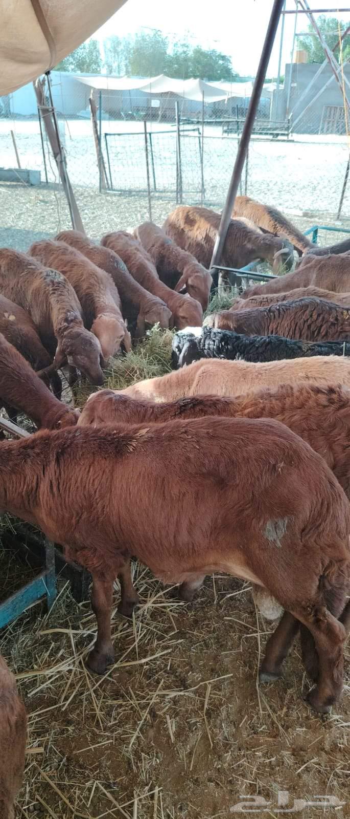 Red lambs, three months old, breeding, 950 SAR63655625985155110