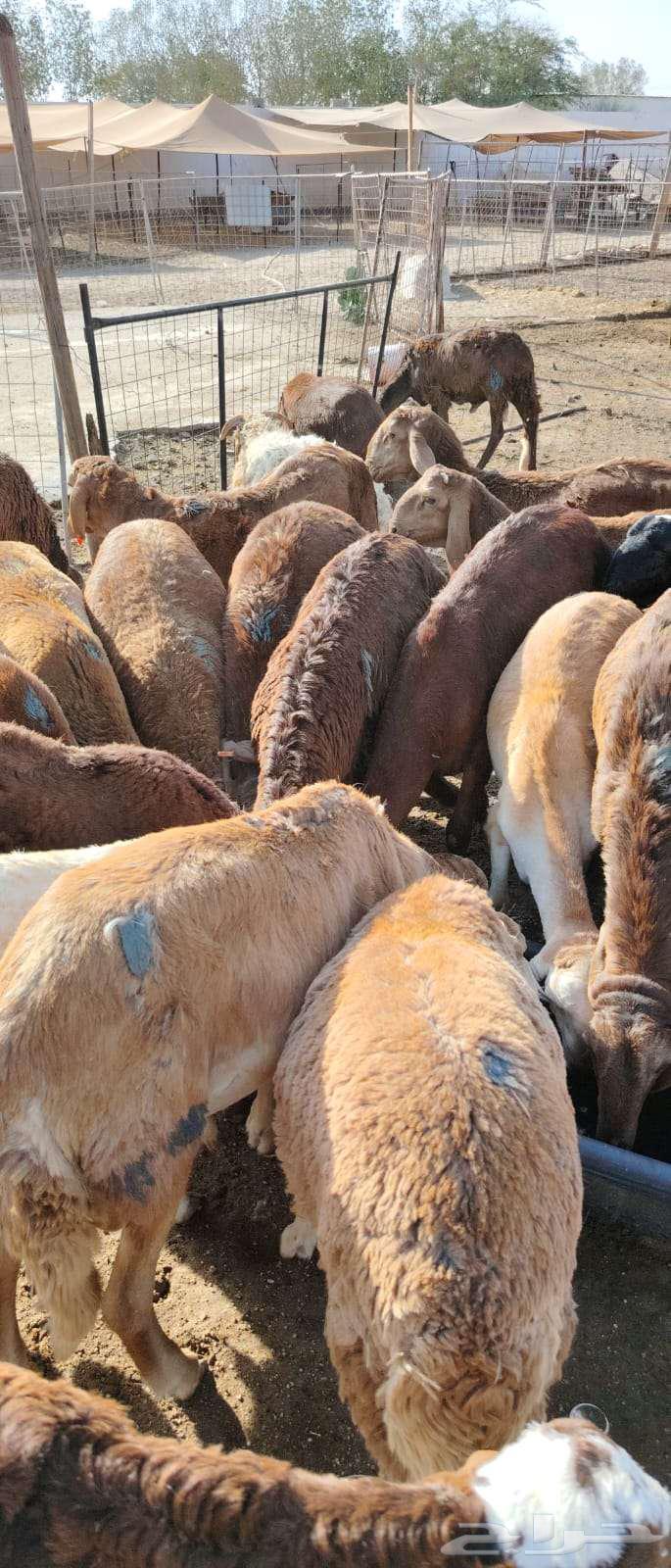 Red lambs, three months old, breeding, 950 SAR63655625985155112