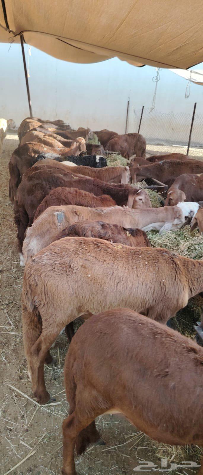 Red lambs, three months old, breeding, 950 SAR63655625985155111