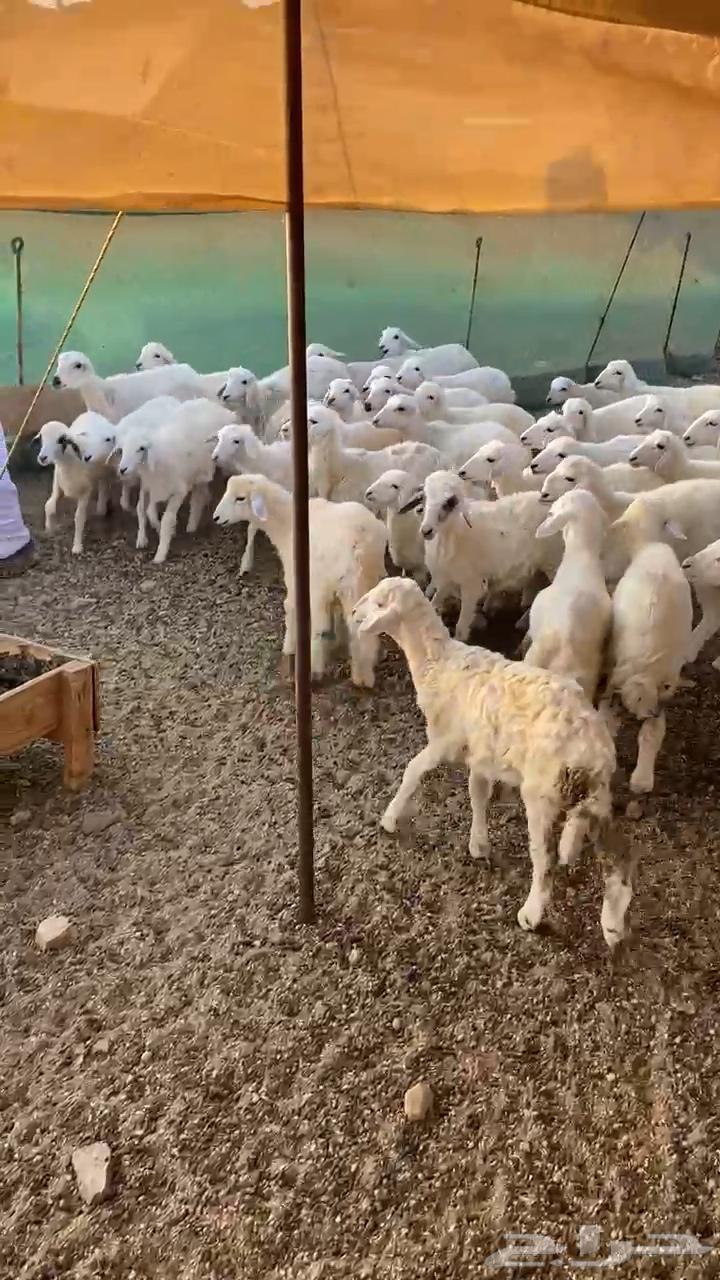 طليان حري63656452084867113