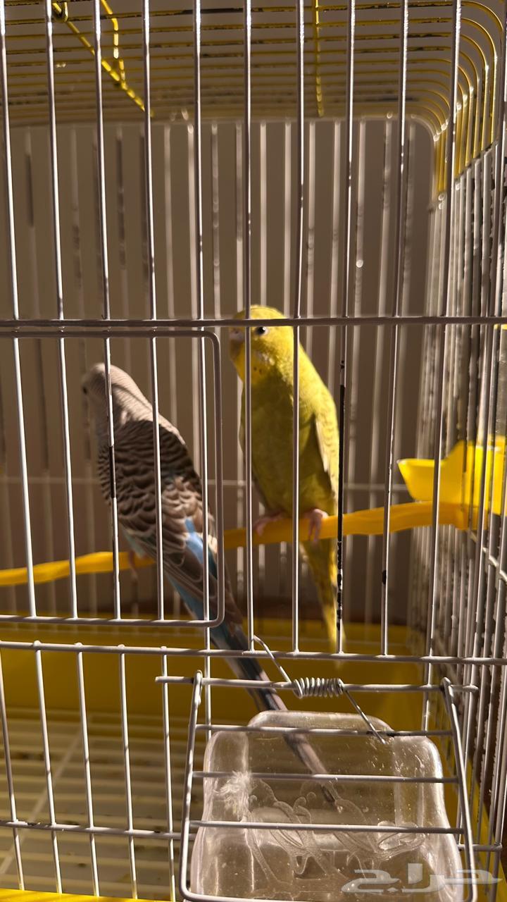 زوج بادجي   طور حب63655713890177111