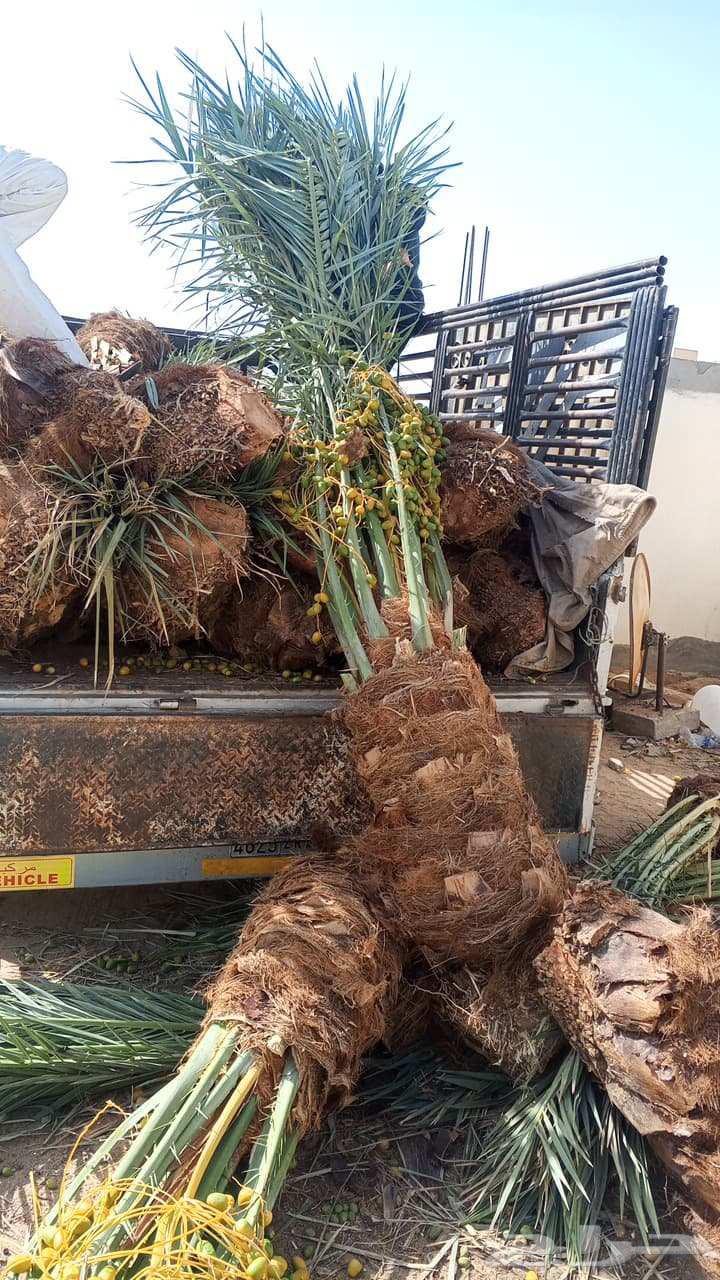 لبيع وشراء جميع انواع. النخيل فروخ وجثايث عربي وواشنطني63655712115841111