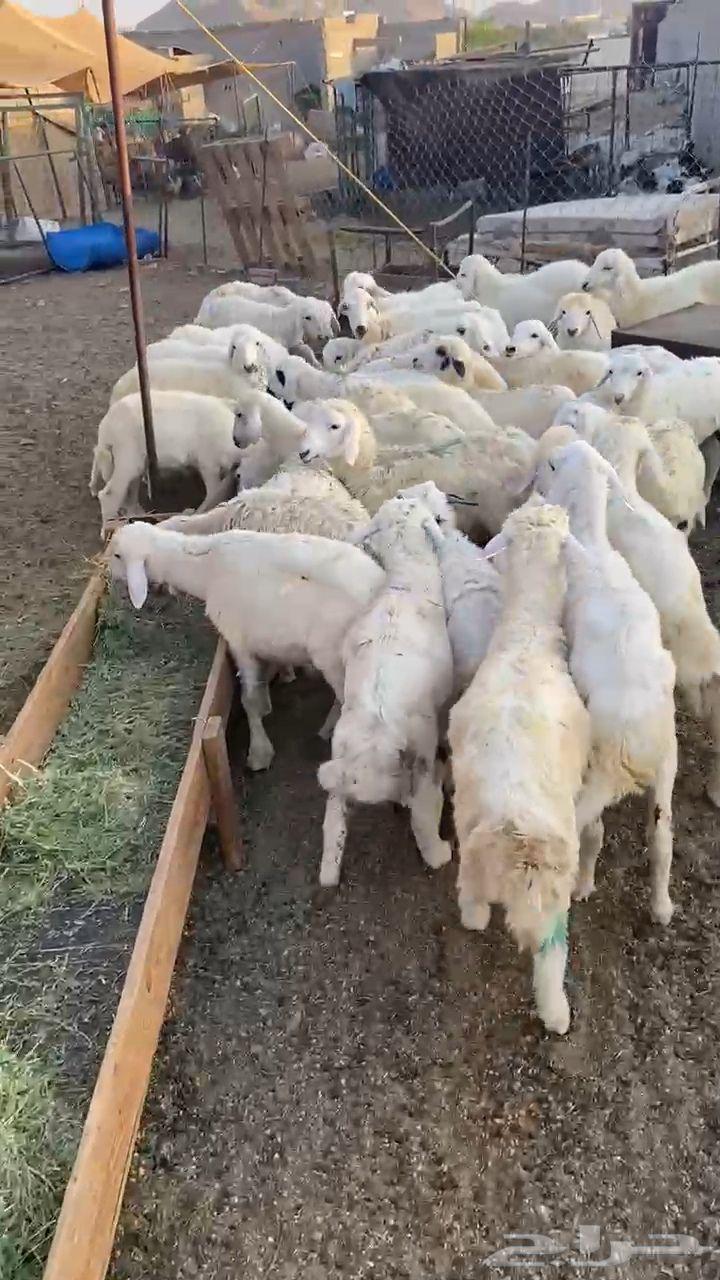 طليان حري63656452084867111