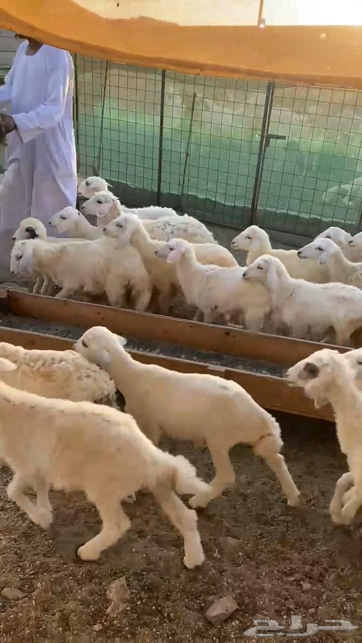 طليان حري63656452084867112