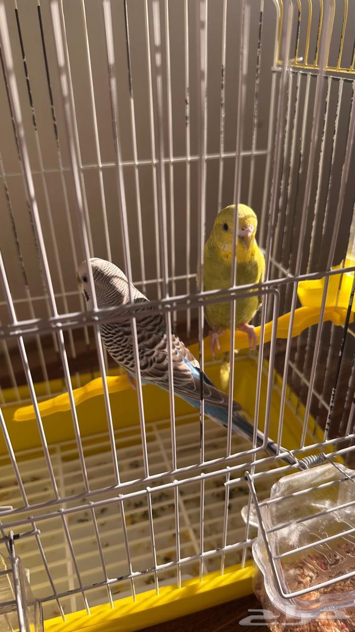 زوج بادجي   طور حب63655713890177113