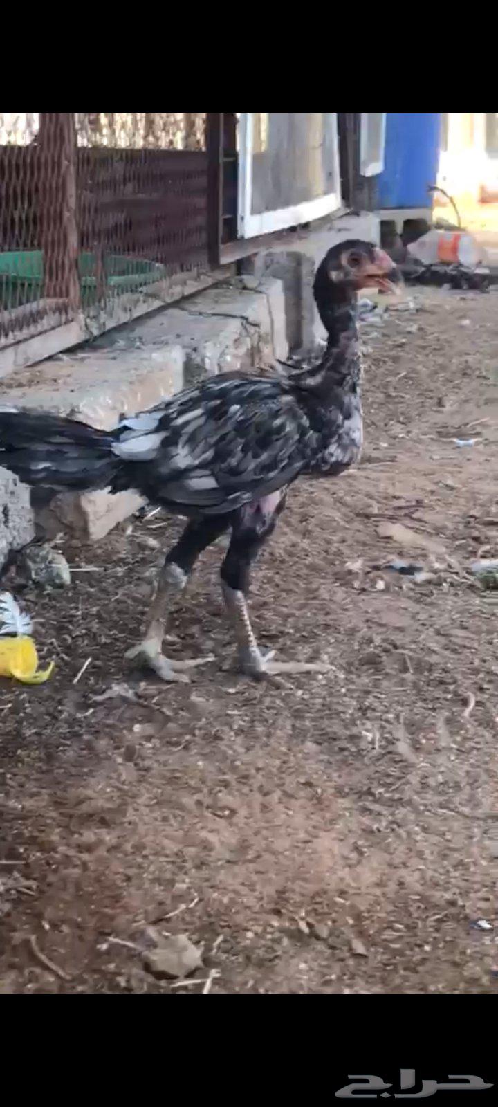Rooster for sale, sold offsite63667541358851111