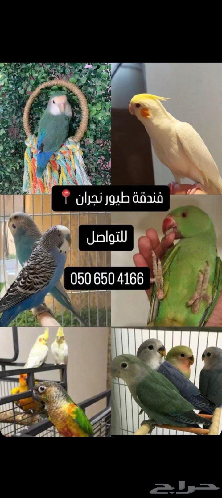 Birds' Nest63667539704834110