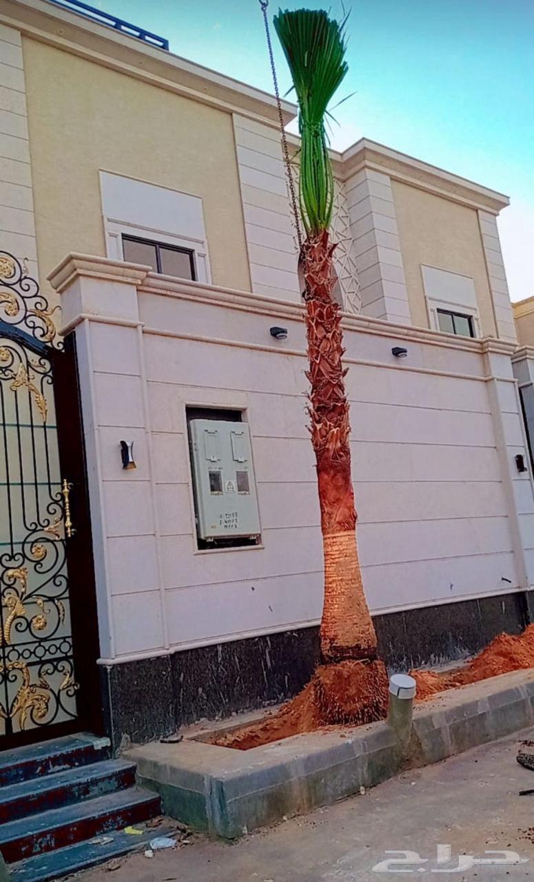 نخل واشنطن زينه للبيع ونخل مثمر لتواصل63655701821443112