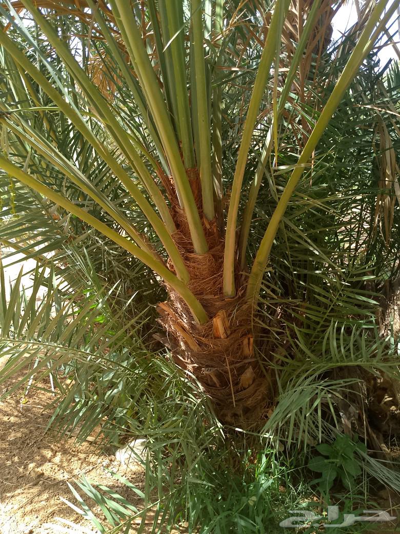 يوجد لدينا فروخ هلالي واخلاص للبيع63655709282818112