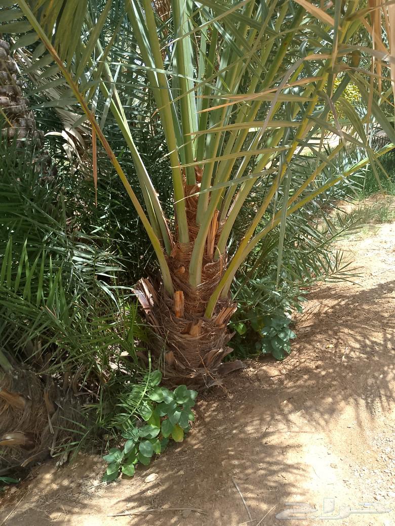 يوجد لدينا فروخ هلالي واخلاص للبيع63655709282818110
