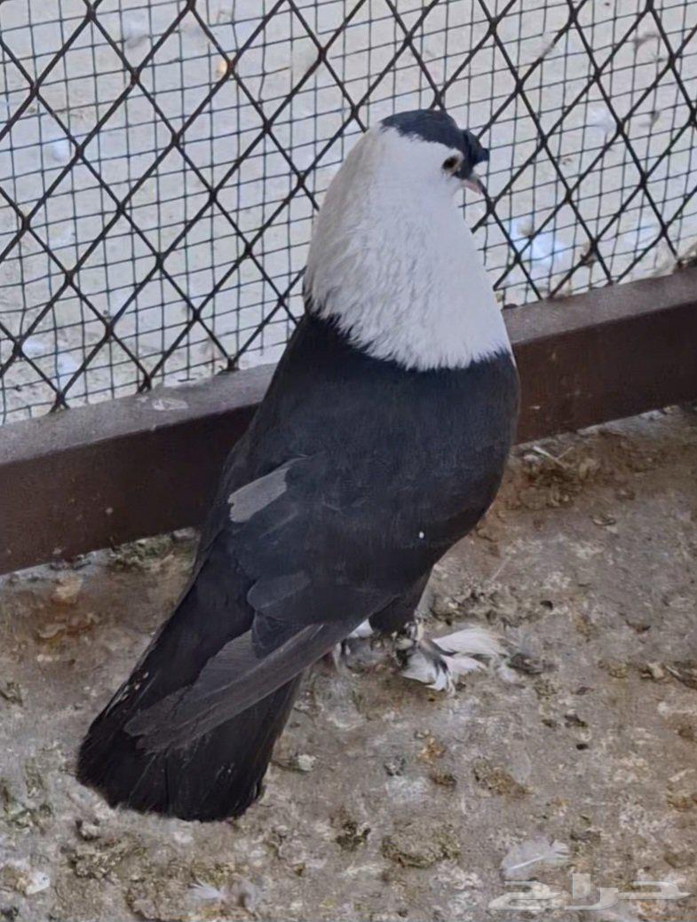 للبيع فحل شخشرلي63655702433665110