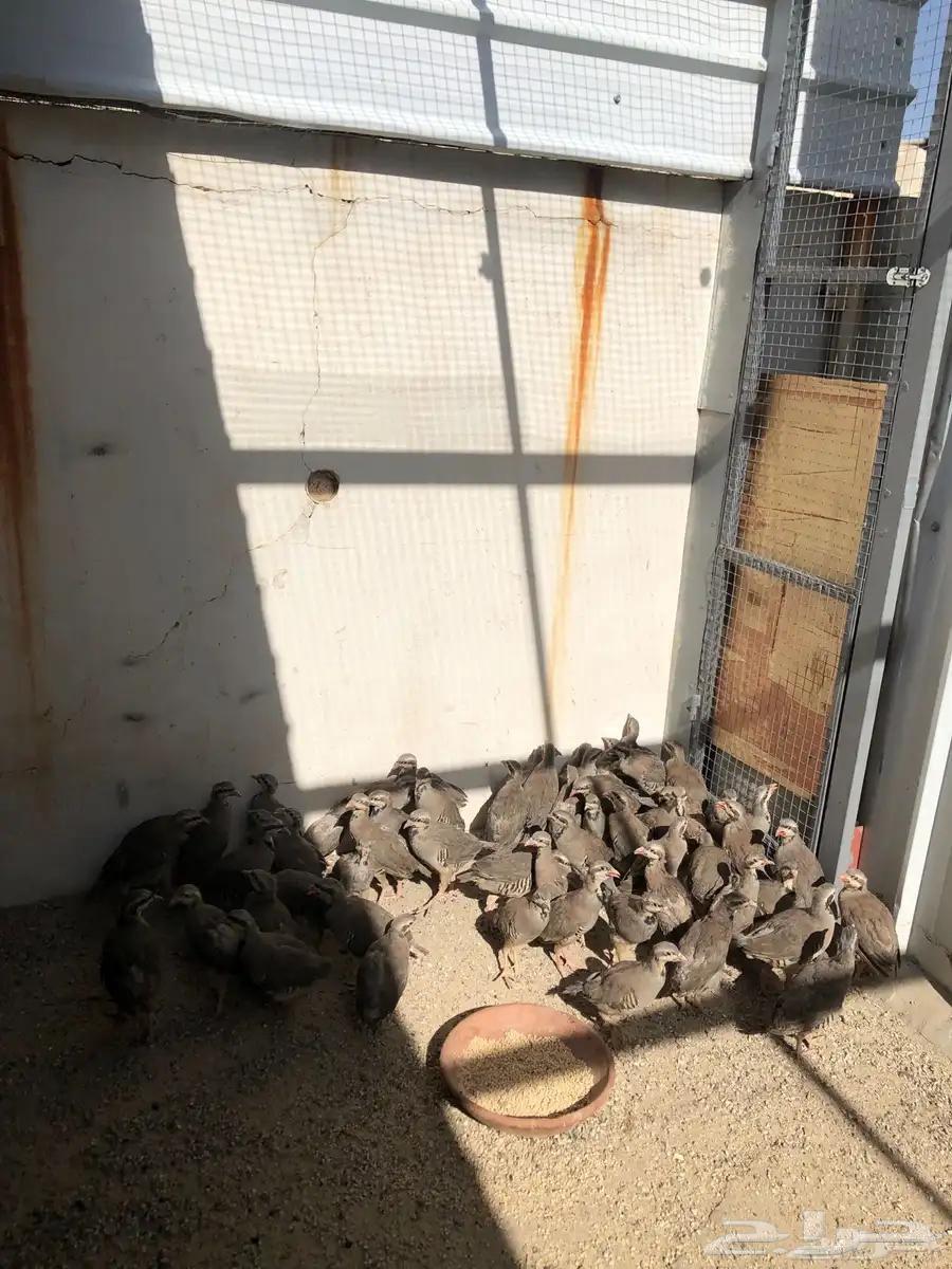 طيور الحجل63656531402370112