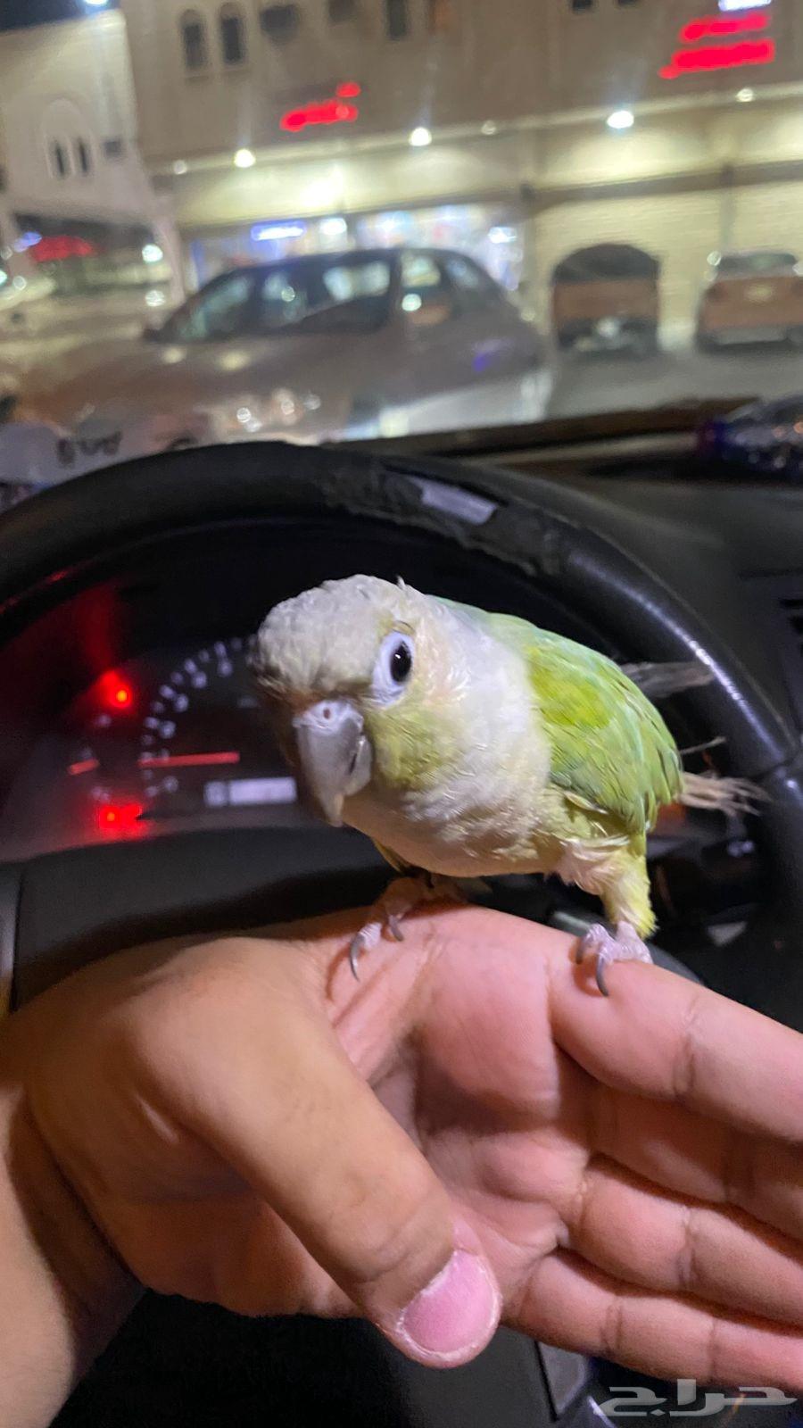 ببغاء كنيور63655703246978112