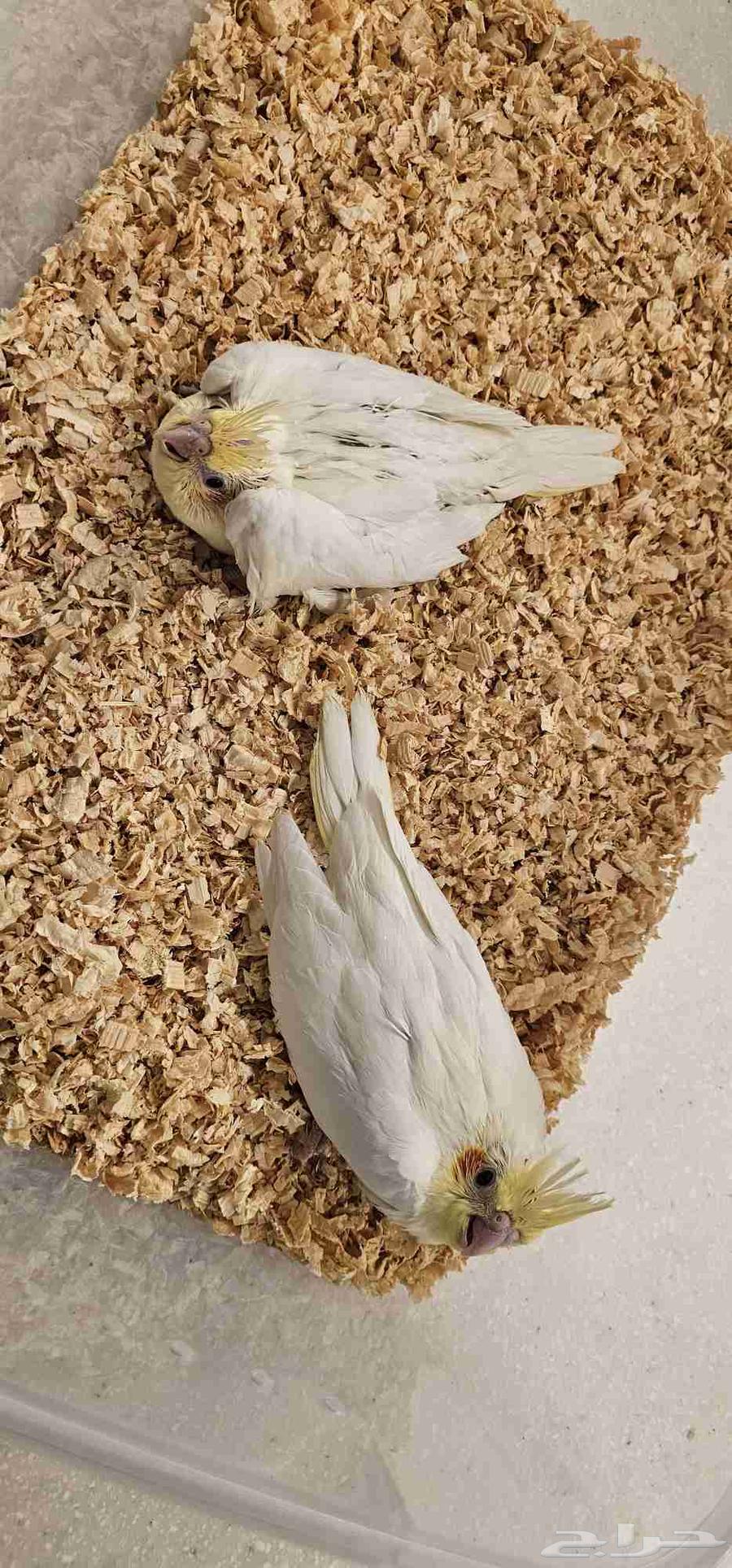 White Peacock Chicks with Red Eyes63667535334018111