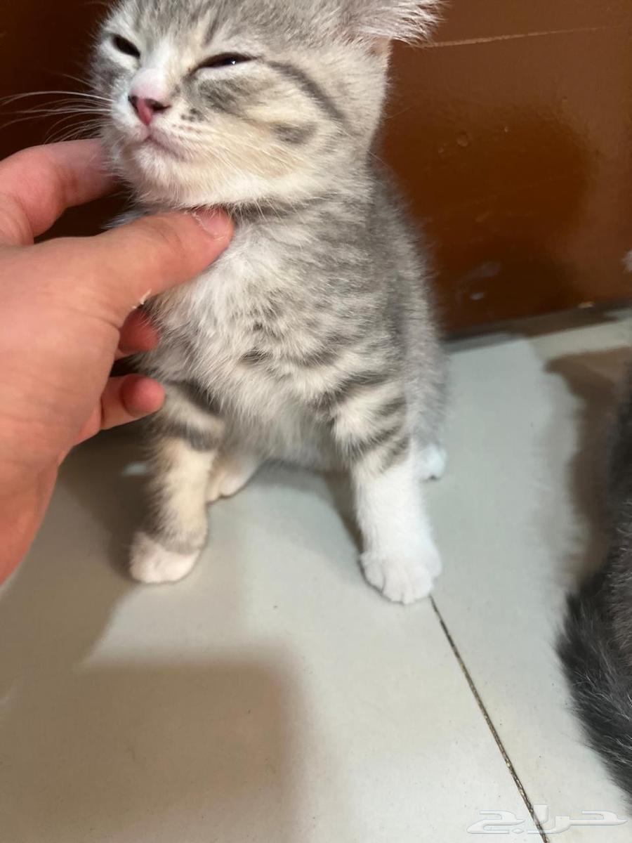 كيتن قطط سكوتش فولد وستريت للبيع63618954880514112