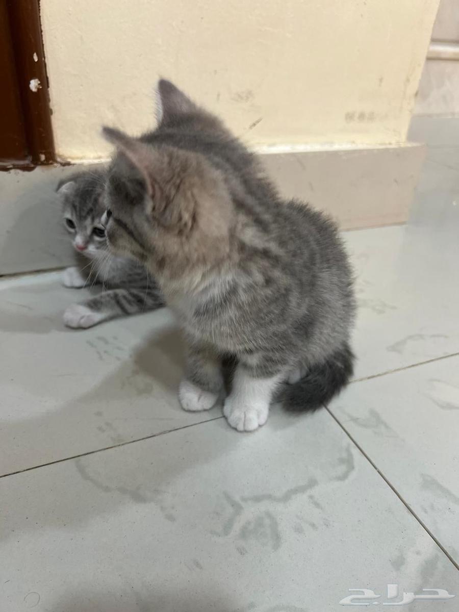 كيتن قطط سكوتش فولد وستريت للبيع63618954880514114