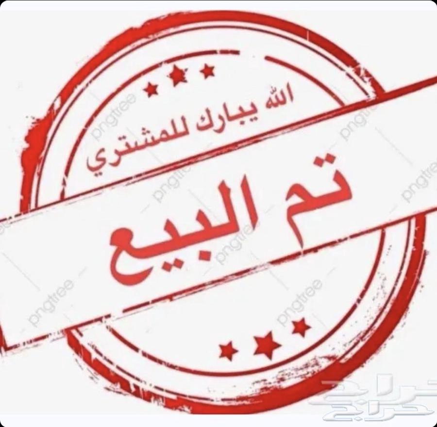 للبيع ببغاء كنيور63387040774530110