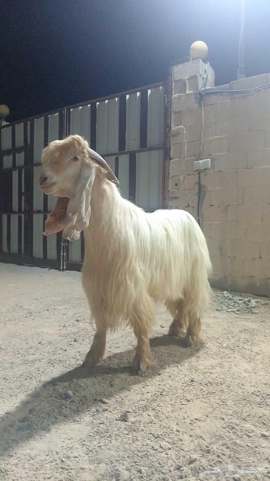 Yellow show buck for sale63667545279233111