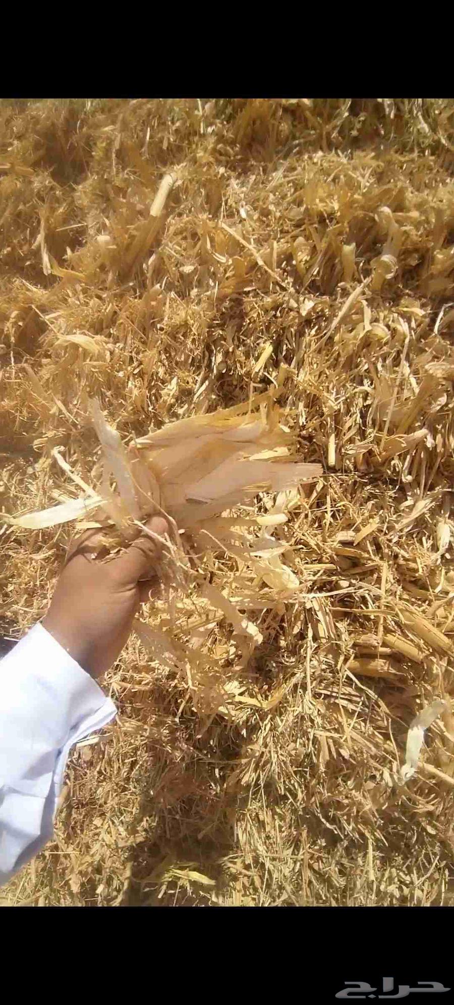 ذرة شاميه63667550152833111