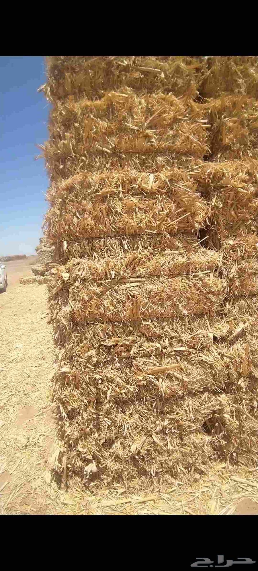 ذرة شاميه63667550152833110