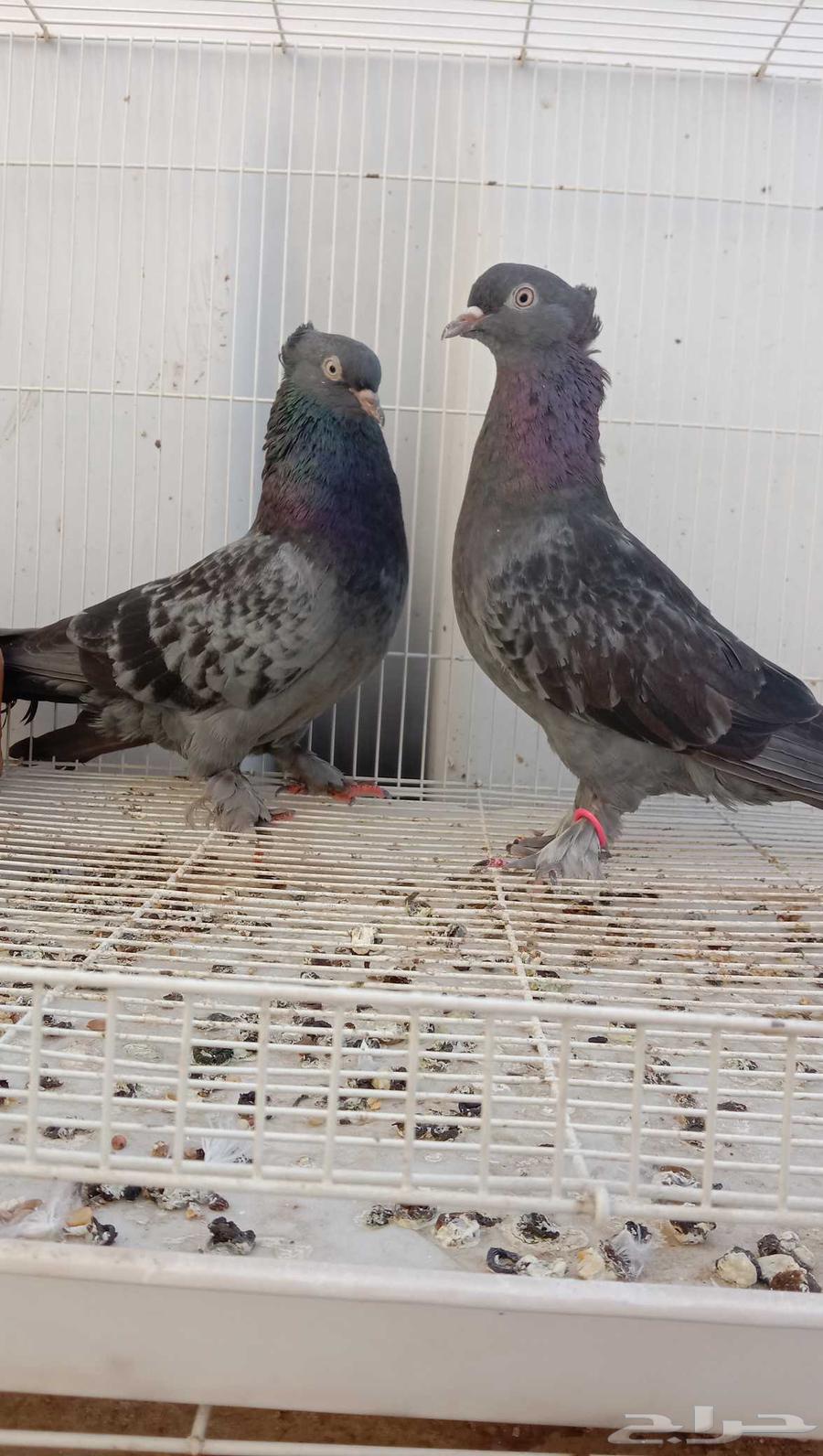 حمام تركي جوز شنكيل عرق الوحش وحش63667550360193111