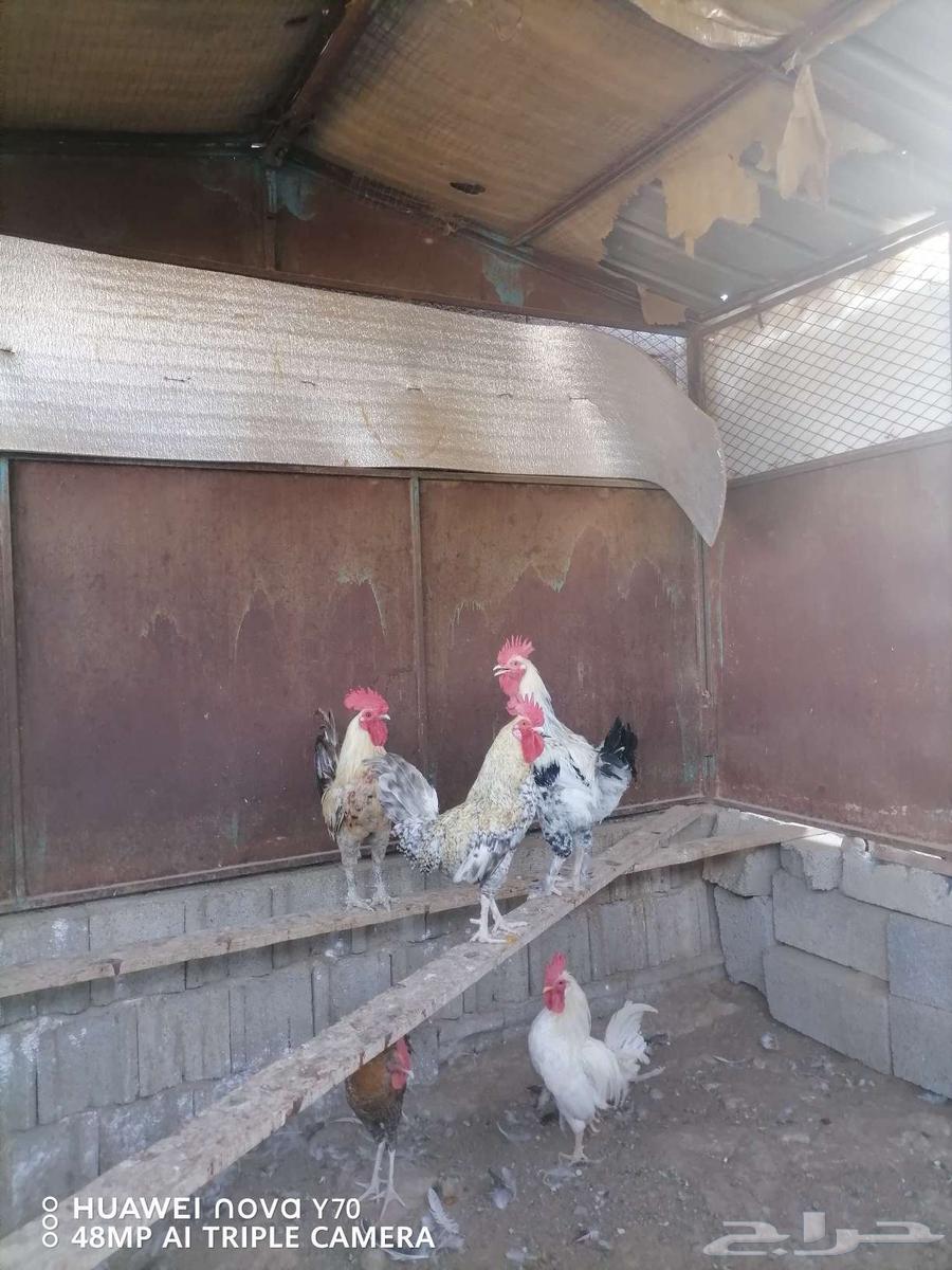 للبيع ديوك بلدي وباكستاني فاخرة63667691405187112