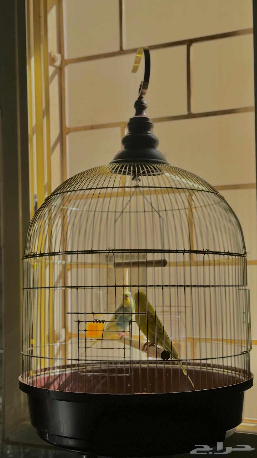 Lovebirds with cage or food63667801985026110