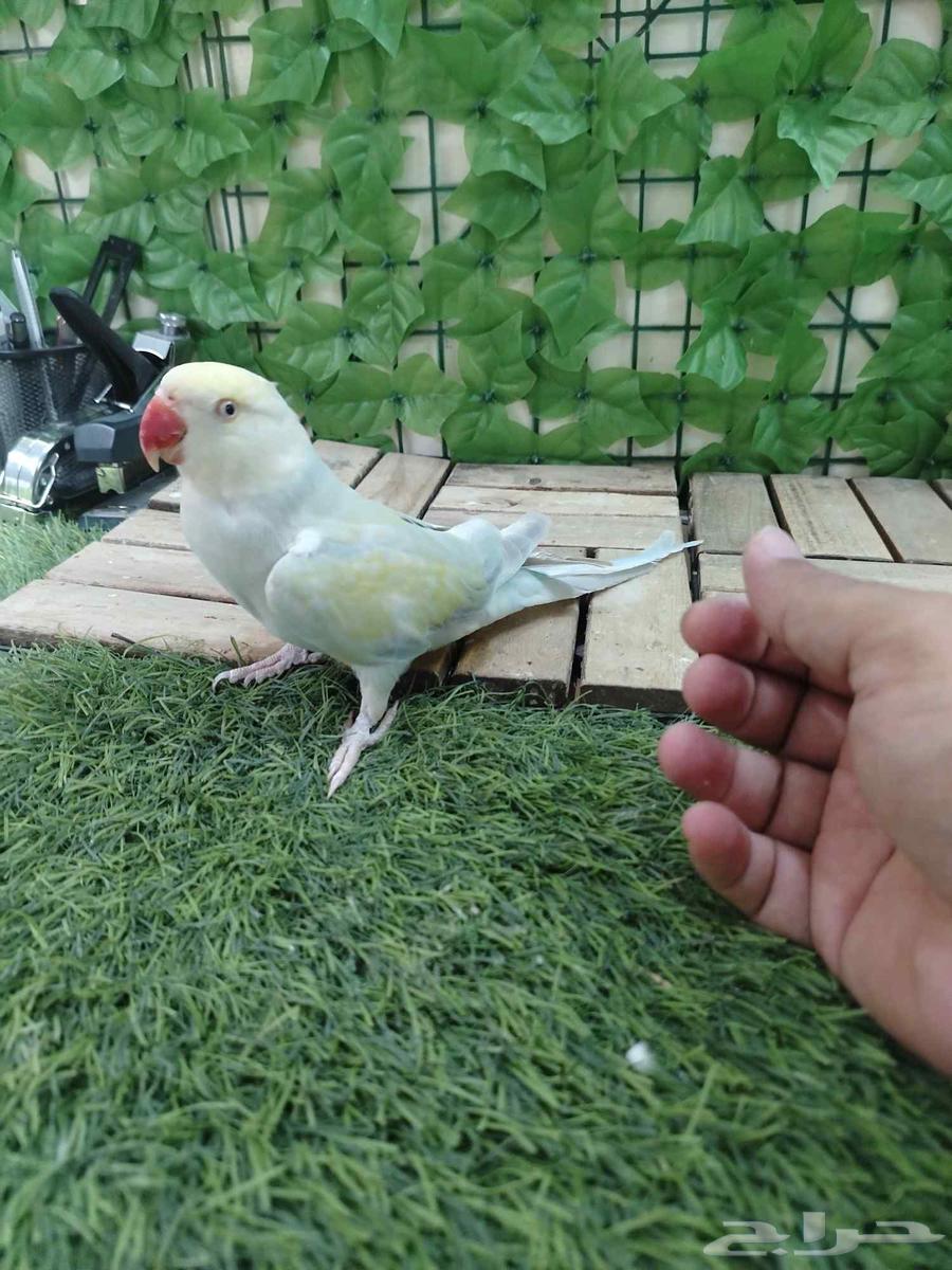 أنثى درة هولندية تم البيع63667554417665110