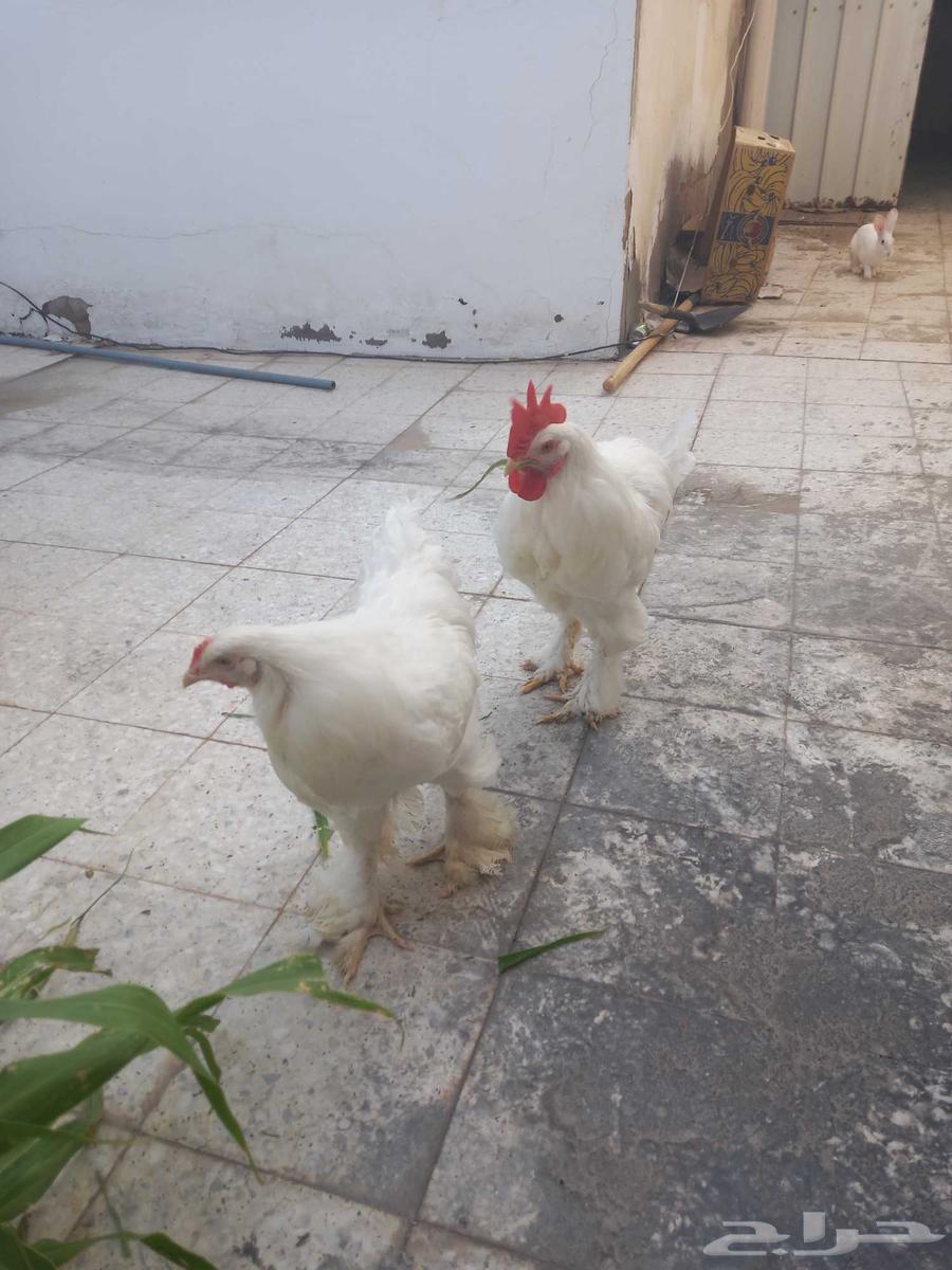 Brahma chicken for sale in good condition63667554436993111